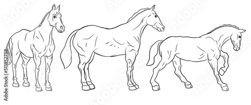 Animals. Black and white image of a horse, coloring book for children. Vector image. Color image, design, background.