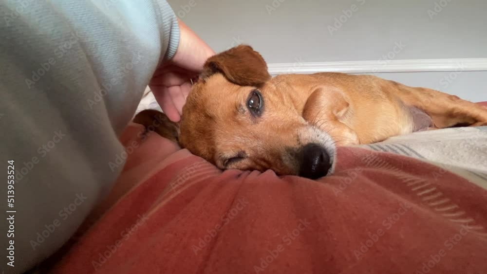 cute dog woken up from a nap by male owner giving her a nice massage showing his love for her, falling asleep instantly again after he stops and leaves her alone. Dog sleeping in owner bed. cute dog woken up from a nap by male owner giving her a nice massage showing his love for her, falling asleep instantly again after he stops and leaves her alone. Dog sleeping in owner bed.