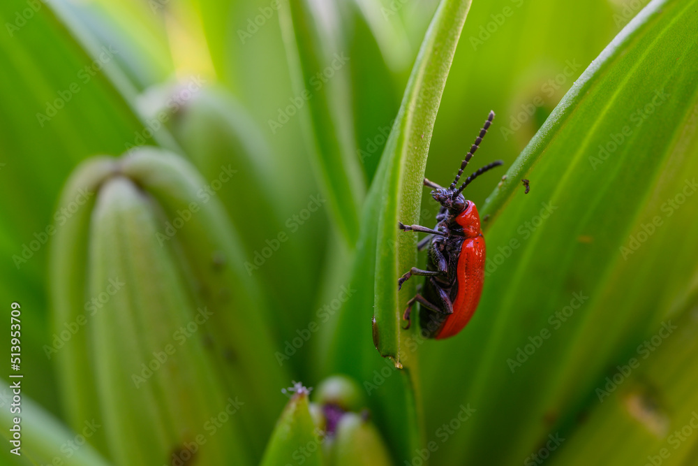 The scarlet lily beetle, red lily beetle, or lily leaf beetle (Lilioceris lilii), is a leaf beetle that eats the leaves, stem, buds, and flowers, of lilies. Bright red and elegant. The scarlet lily beetle, red lily beetle, or lily leaf beetle (Lilioceris lilii), is a leaf beetle that eats the leaves, stem, buds, and flowers, of lilies. Bright red and elegant.