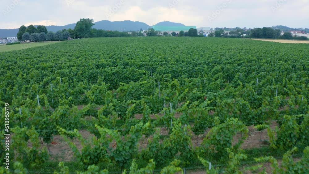 Drone view of a vineyard. rows of green grape vines and brown hills in the background. Flying over a french vineyard. Drone view of a vineyard. rows of green grape vines and brown hills in the background. Flying over a french vineyard.