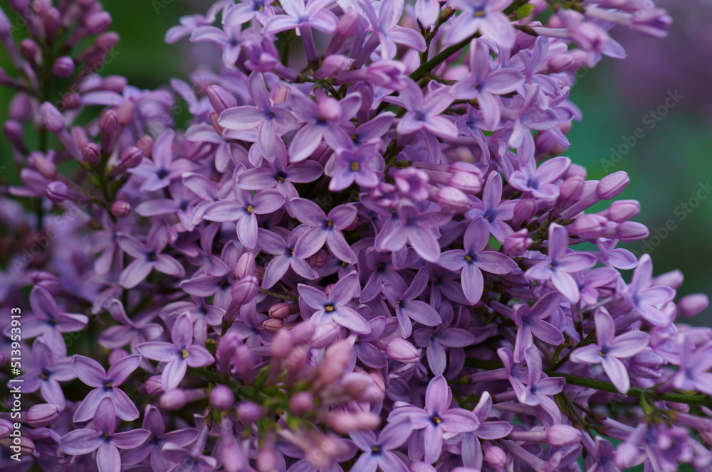 A blooming branch of lilac. Spring floor. Beauty is in nature. A blooming branch of lilac. Spring floor. Beauty is in nature.