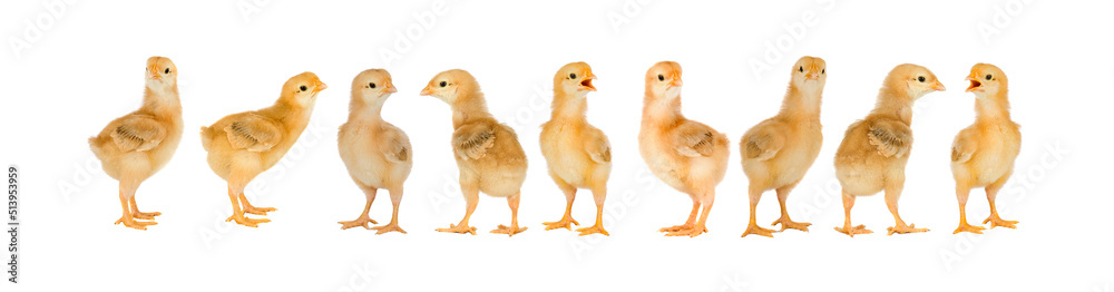 Collage with cute little chickens Collage with cute little chickens