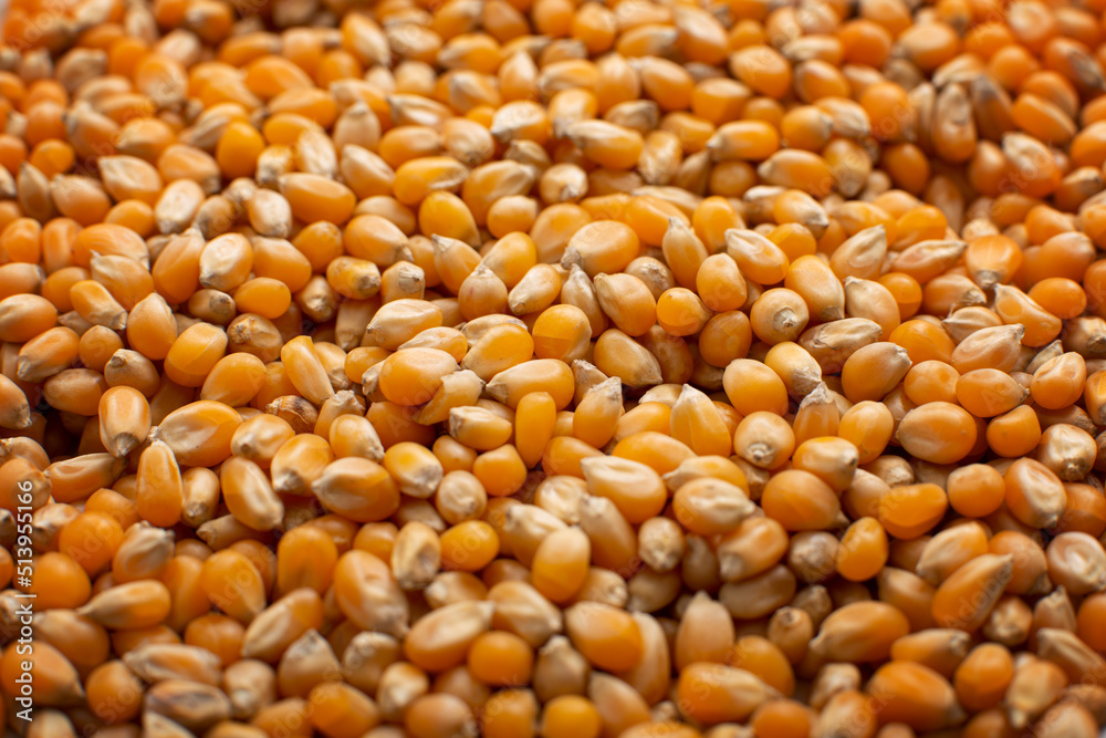 Dry raw corn kernels for making popcorn food background Dry raw corn kernels for making popcorn food background