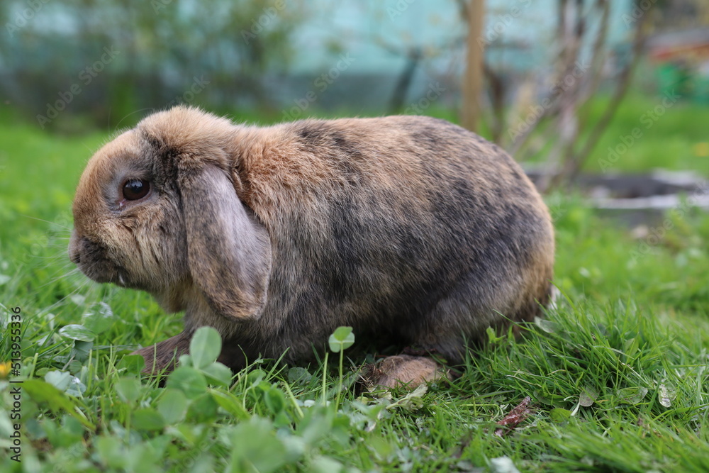 kwiaty, łąka, ogród, działka, krokus, kwiat, roślina, kolor, liść, przyroda, tulipan, żonkil, narcyz, żółty, gras, flora, fiolet, lato, kwiatowy, wiosna, ciepło, klimat, sezon wiosenn kwiaty, łąka, ogród, działka, krokus, kwiat, roślina, kolor, liść, przyroda, tulipan, żonkil, narcyz, żółty, gras, flora, fiolet, lato, kwiatowy, wiosna, ciepło, klimat, sezon wiosenn