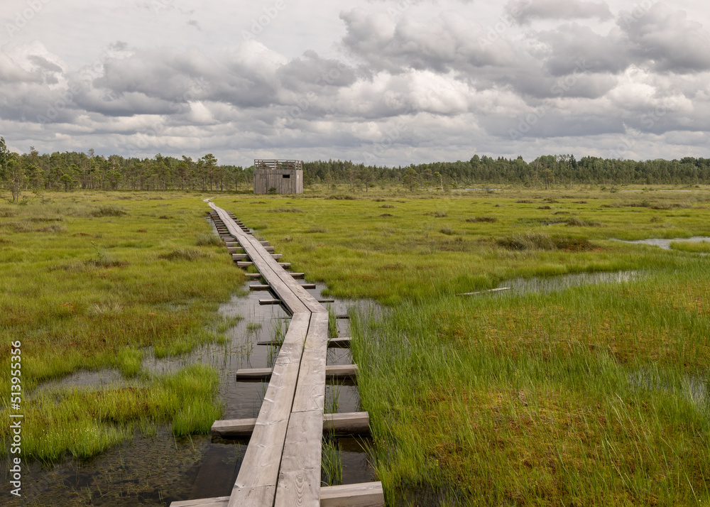 a pedestrian wooden footbridge over swamp wetlands with small pines. bog plants and ponds, a typical West-Estonian bog. Nigula Nature Reserve