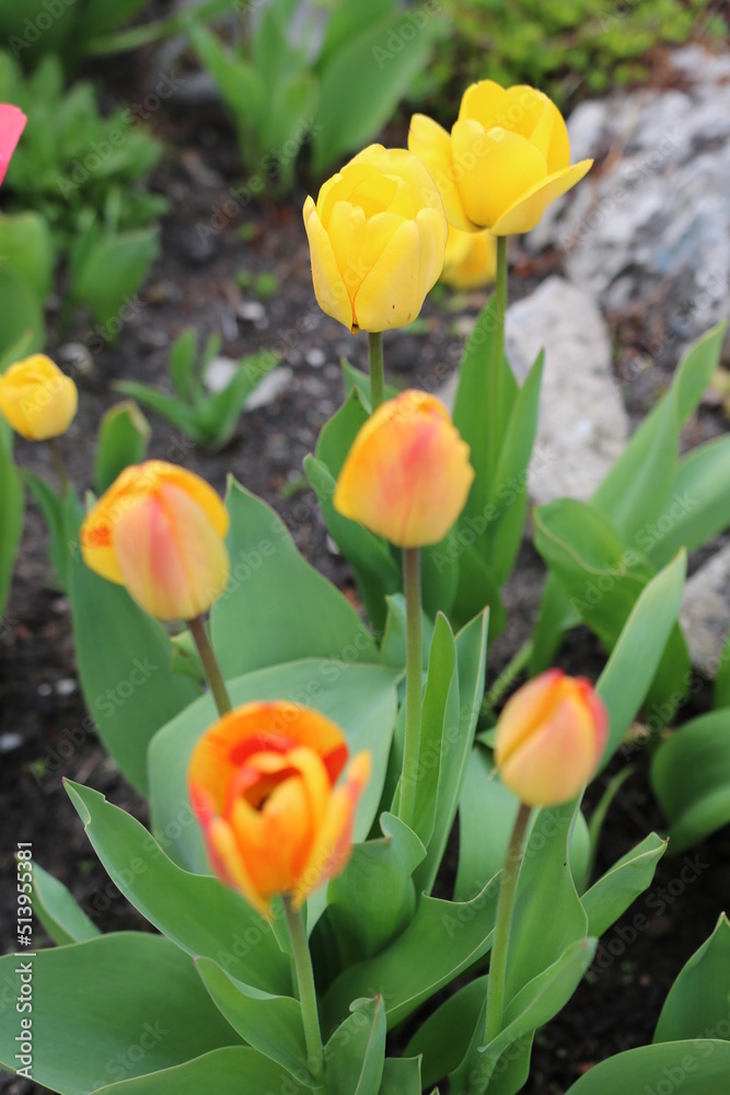 kwiaty, łąka, ogród, działka, krokus, kwiat, roślina, kolor, liść, przyroda, tulipan, żonkil, narcyz, żółty, gras, flora, fiolet, lato, kwiatowy, wiosna, ciepło, klimat, sezon wiosenn kwiaty, łąka, ogród, działka, krokus, kwiat, roślina, kolor, liść, przyroda, tulipan, żonkil, narcyz, żółty, gras, flora, fiolet, lato, kwiatowy, wiosna, ciepło, klimat, sezon wiosenn