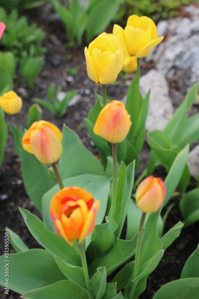 kwiaty, łąka, ogród, działka, krokus, kwiat, roślina, kolor, liść, przyroda, tulipan, żonkil, narcyz, żółty, gras, flora, fiolet, lato, kwiatowy, wiosna, ciepło, klimat, sezon wiosenn kwiaty, łąka, ogród, działka, krokus, kwiat, roślina, kolor, liść, przyroda, tulipan, żonkil, narcyz, żółty, gras, flora, fiolet, lato, kwiatowy, wiosna, ciepło, klimat, sezon wiosenn