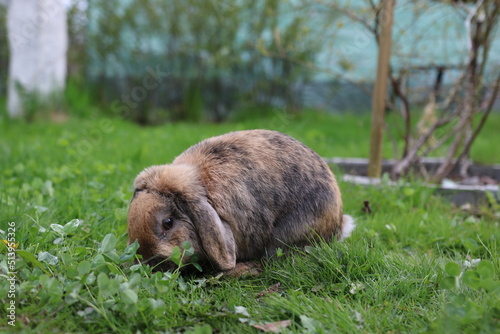 kwiaty, łąka, ogród, działka, krokus, kwiat, roślina, kolor, liść, przyroda, tulipan, żonkil, narcyz, żółty, gras, flora, fiolet, lato, kwiatowy, wiosna, ciepło, klimat, sezon wiosenn