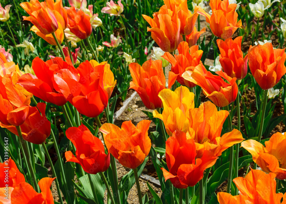 colorful, bright tulip flowers in the park, spring awakens various flowers and plants to bloom in nature colorful, bright tulip flowers in the park, spring awakens various flowers and plants to bloom in nature