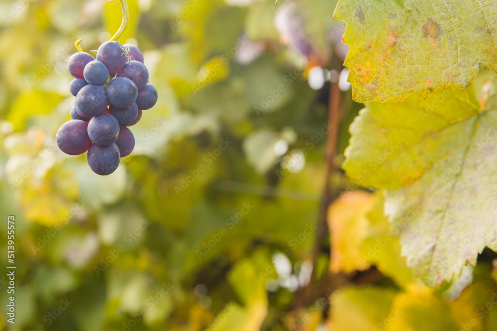 Fototapeta premium bright sunny lit grape on a vineyard, winery in Martinbourough New Zealand