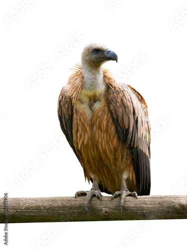griffon vulture (gyps fulvus) isolated on white