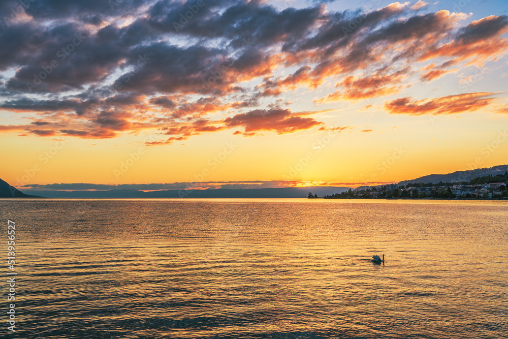 A swan on Lake Lehmann in the Yellow, Swiss A swan on Lake Lehmann in the Yellow, Swiss