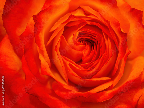 Beautiful Orange Rose Center Close UP
