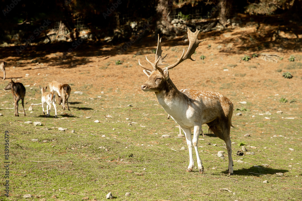 sika deer stock on green grass background in a park, forest or farm, countryside or zoo environment. High quality photo sika deer stock on green grass background in a park, forest or farm, countryside or zoo environment. High quality photo