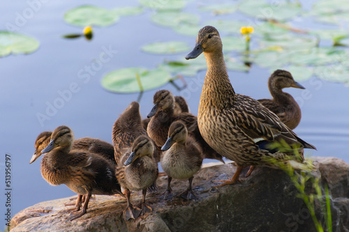 A duck with ducklings stand on a stone and look warily into the camera