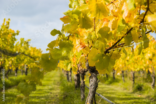 bright sunny lit grape on a vineyard, winery in Martinbourough New Zealand. High quality photo