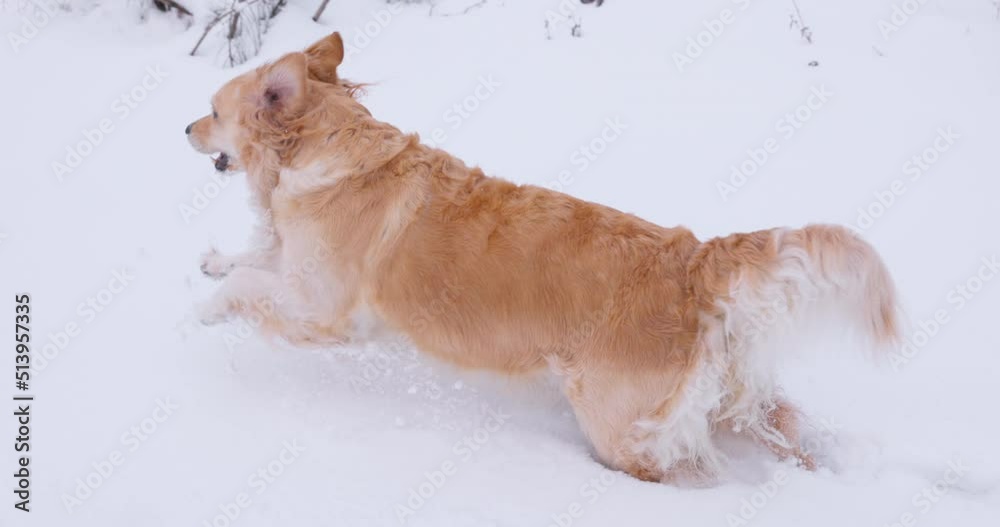 Beautiful Golden Retriever exploring in a gorgeous winter landscape - running towards the camera - sequence of three slow-mo shots - ProRes