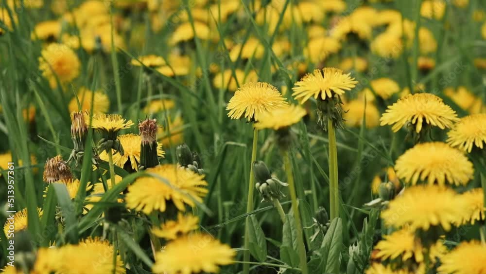 Blooming yellow dandelions.Summer concept.Slow motion. Blooming yellow dandelions.Summer concept.Slow motion.