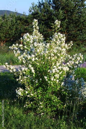 Białe kwiaty jaśminowca Philadelphus
