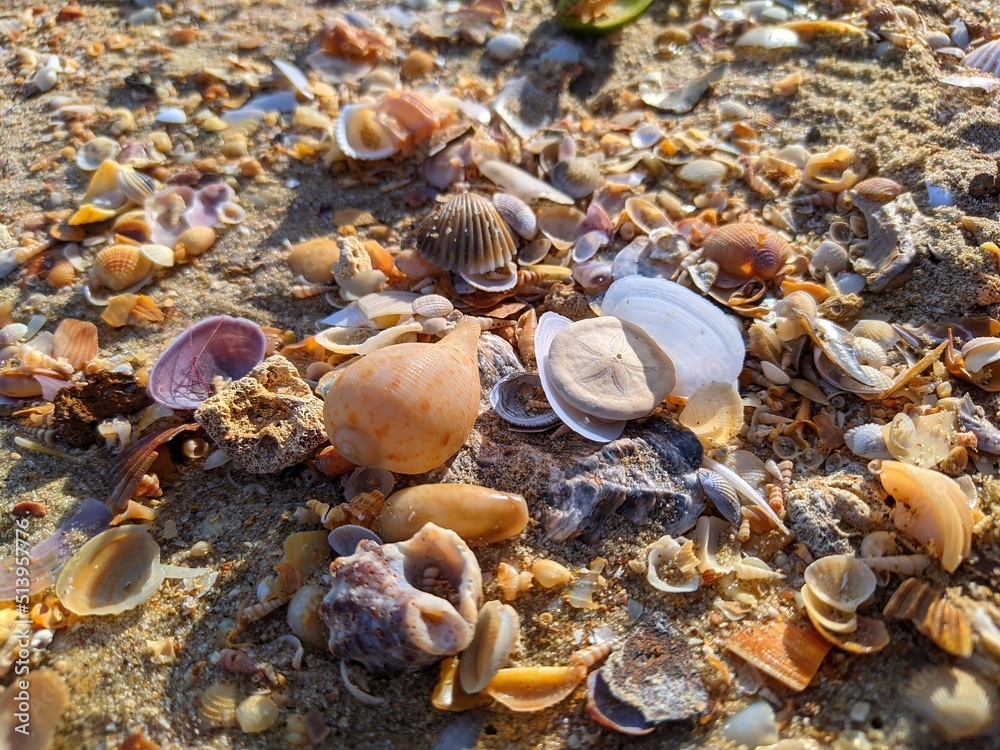 Fototapeta premium seashells on the beach