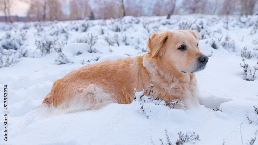 Beautiful Golden Retriever exploring in a gorgeous winter landscape - taking a break, lying down and looking around