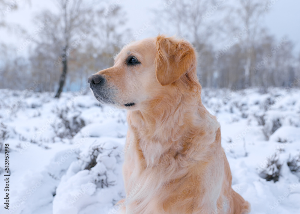 Portrait of a beautiful Golden Retriever, exploring in a gorgeous winter landscape - taking a break