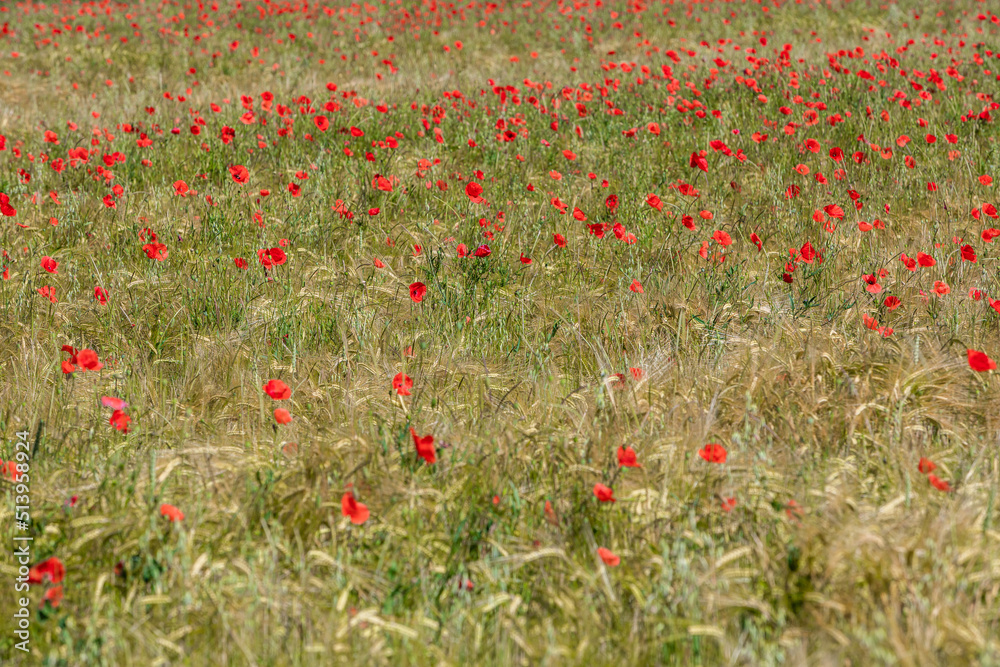 poppies in a grain field