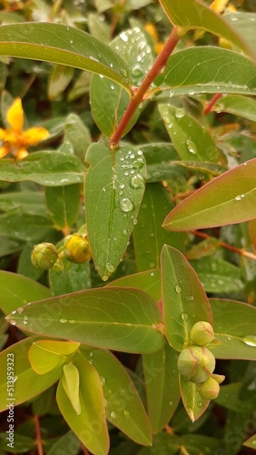 water drops on a leaf