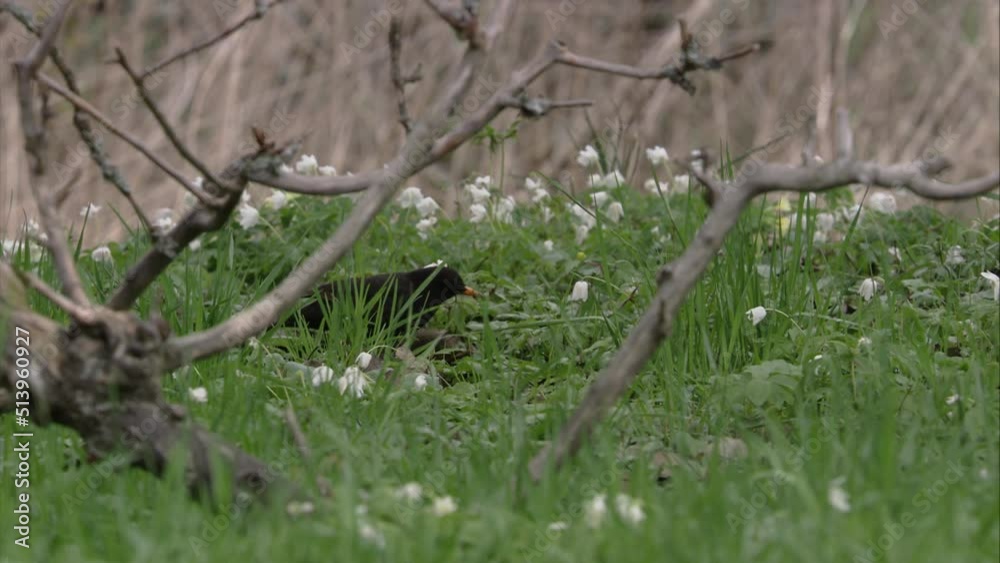 blackbird in spring on the ground blackbird in spring on the ground