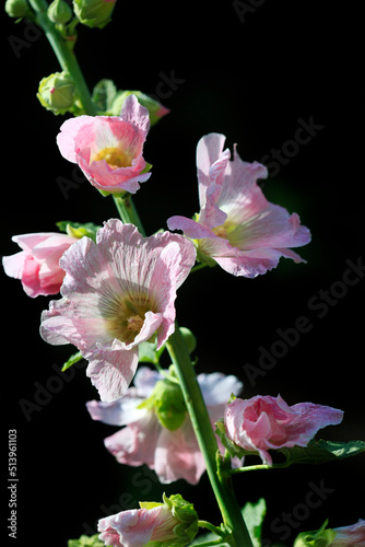 Pink mallow on black background