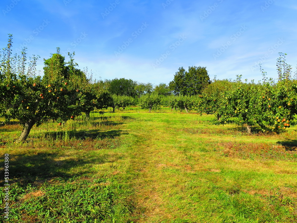 Pear orchard in England, pear fruit tree. green pear fruits on the tree. Fruit farming, harvest time, local fruits in UK. pear picking season.