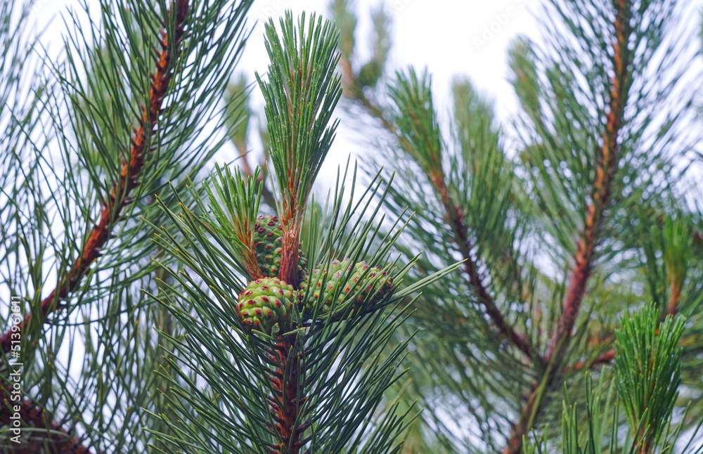 Fototapeta premium Green pine fruit