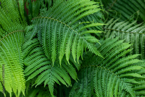fern leaves, background or texture