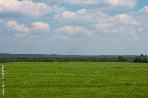 green field forest and sky. Summer nature, landscape
