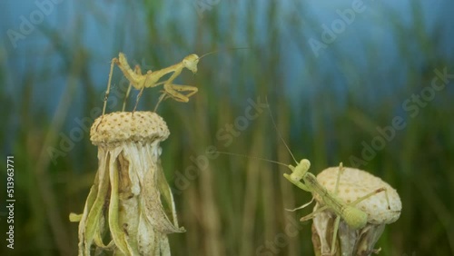 Two newborn green Praying Mantis had a fight on top of dandelions. Close-up of babies mantis insect (Nymph form) on green grass and blue sky background