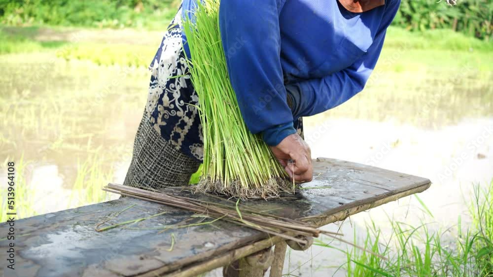 Farmers collecting saplings of rice plants, preparing rice plants ...