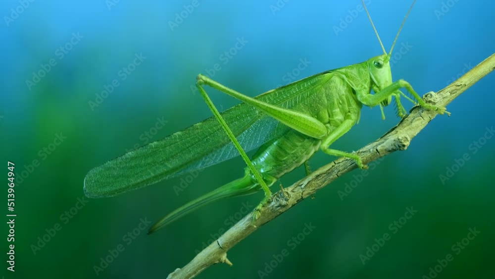 Close-up portrait of big green grasshopper sits on branch in the blue sky background. Great green bush-cricket (Tettigonia)