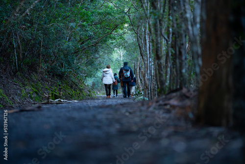 Bush walking on a mountain. Hiking in the bush in tasmania australia. Hiker hiking on mt wellington in the national park 