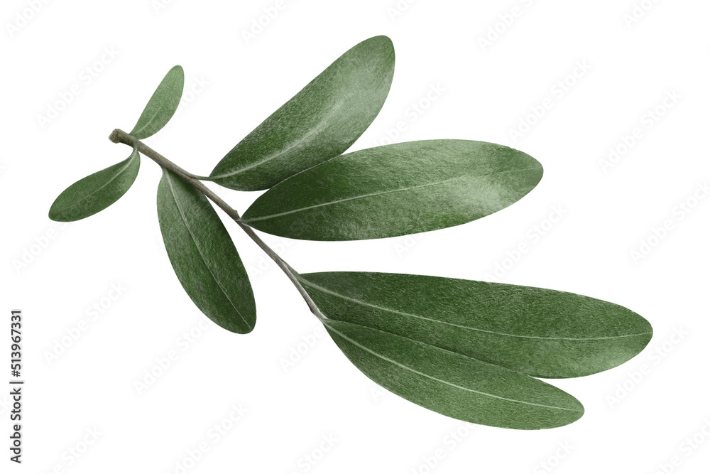 Olive branch, isolated on white background Olive branch, isolated on white background