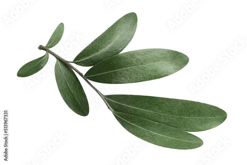 Olive branch, isolated on white background