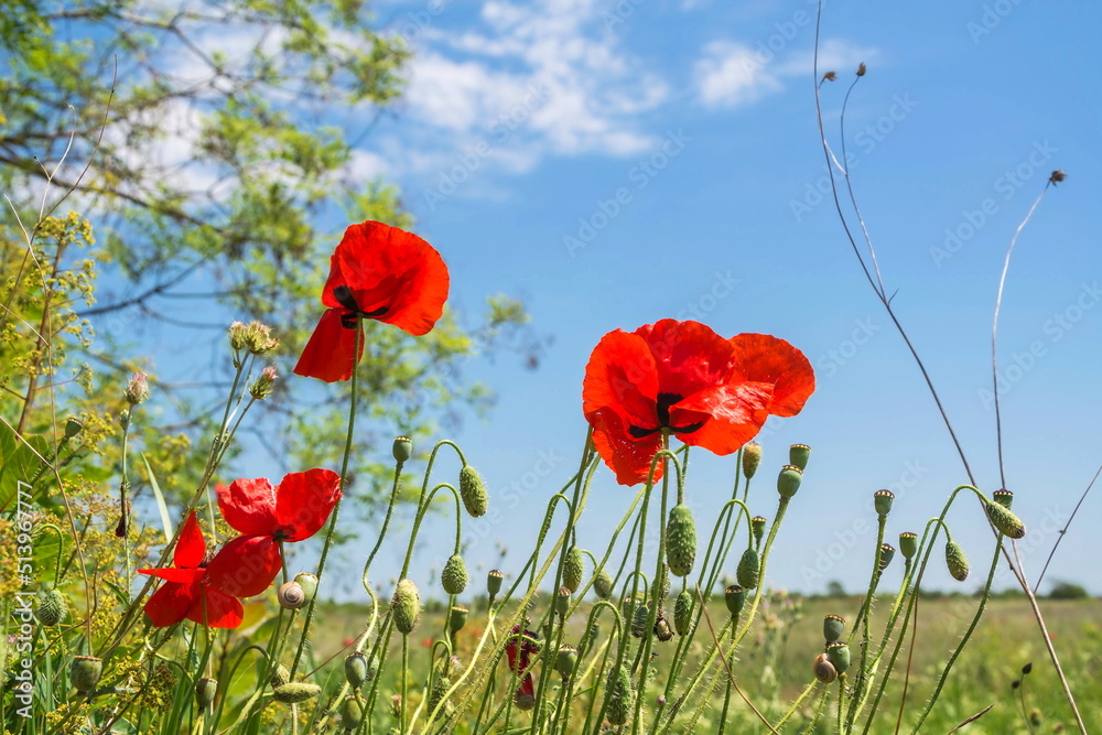 Obraz premium Scarlet steppe poppies on a blue sky background