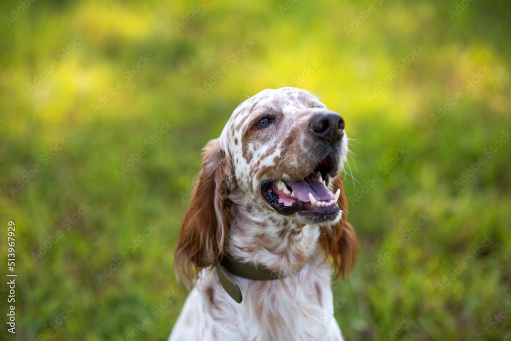 English setter dog at an outdoor meadow in the woods. dog at a park on a sunny day. English setter dog at an outdoor meadow in the woods. dog at a park on a sunny day.