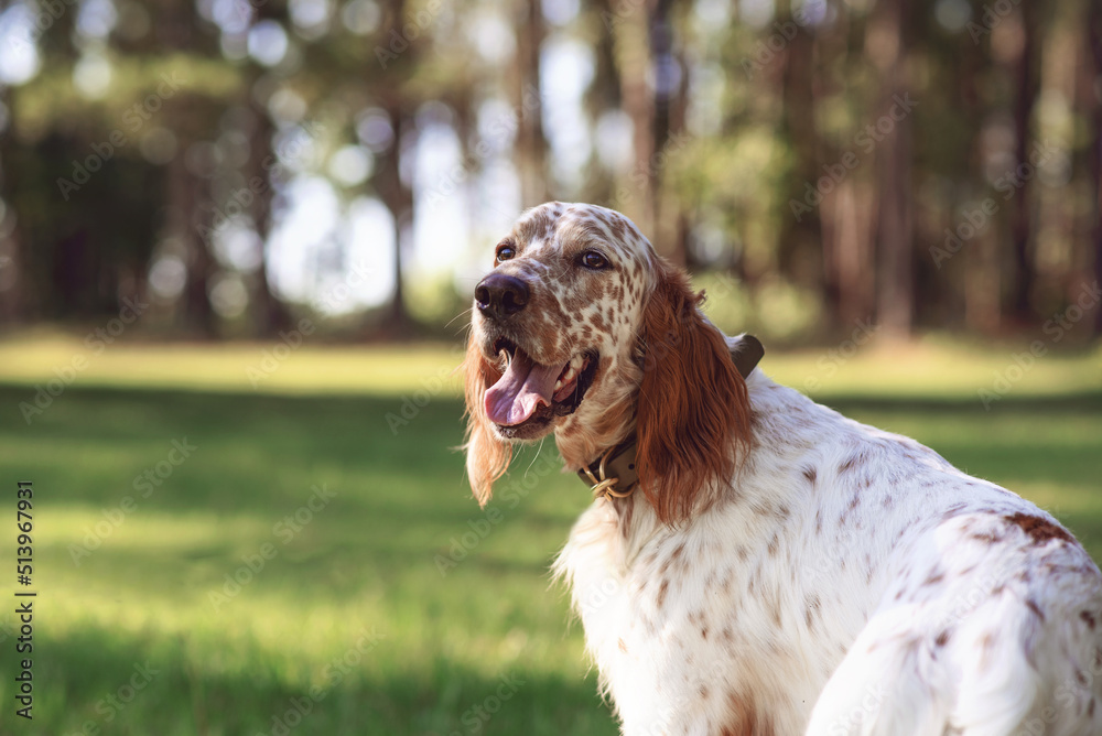 English setter dog at an outdoor meadow in the woods. dog at a park on a sunny day. 