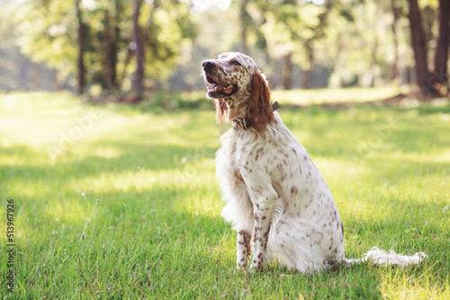 Foto English setter dog at an outdoor meadow in the woods