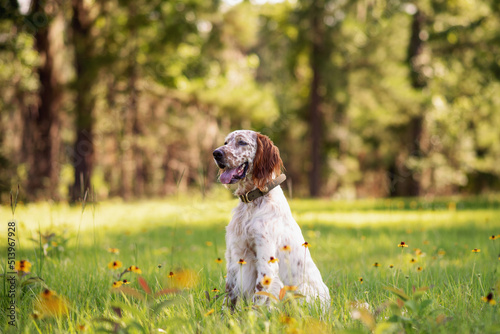 English setter dog at an outdoor meadow in the woods. dog at a park on a sunny day.  photo