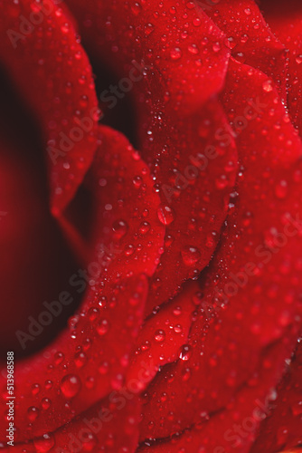 Red rose flower with drops on the petals.