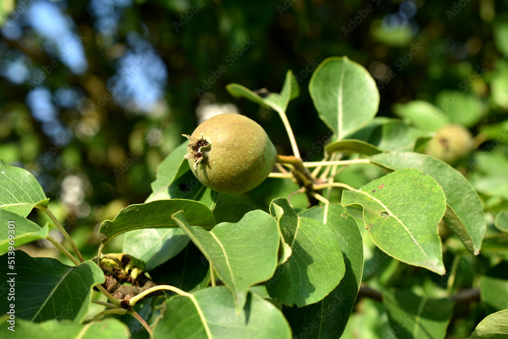 Unripe green fruits of a pear on a tree branch. Unripe green fruits of a pear on a tree branch.