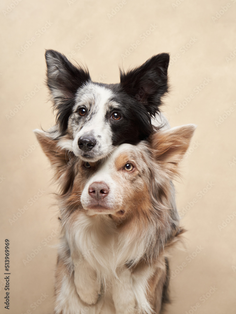 two dogs hugging. happy border collies on beige background. Love, relationship, funny 