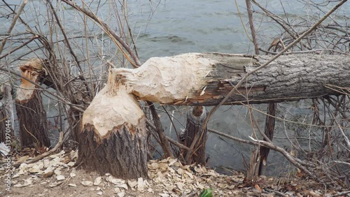 Trunks of trees on the shore of the lake gnawed and felled by a beaver