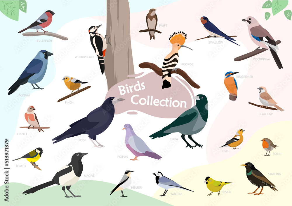 Photography Birds collection